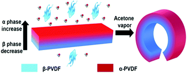 Graphical abstract: An instant responsive polymer driven by anisotropy of crystal phases