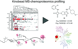 Graphical abstract: Kinome chemoproteomics characterization of pyrrolo[3,4-c]pyrazoles as potent and selective inhibitors of glycogen synthase kinase 3