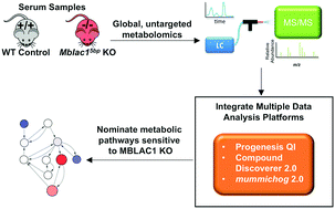 Graphical abstract: Global untargeted serum metabolomic analyses nominate metabolic pathways responsive to loss of expression of the orphan metallo β-lactamase, MBLAC1