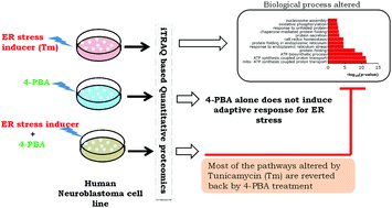 Graphical abstract: Proteomic profile of 4-PBA treated human neuronal cells during ER stress