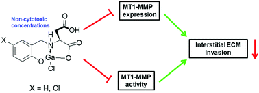Graphical abstract: A new gallium complex inhibits tumor cell invasion and matrix metalloproteinase MMP-14 expression and activity