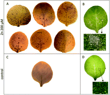 Graphical abstract: NO-Dependent programmed cell death is involved in the formation of Zn-related lesions in tobacco leaves