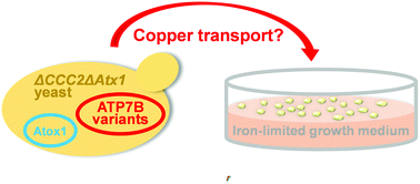 Graphical abstract: Probing functional roles of Wilson disease protein (ATP7B) copper-binding domains in yeast