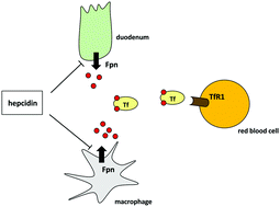 Graphical abstract: The transferrin receptor: the cellular iron gate