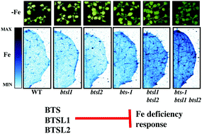 Graphical abstract: BRUTUS and its paralogs, BTS LIKE1 and BTS LIKE2, encode important negative regulators of the iron deficiency response in Arabidopsis thaliana