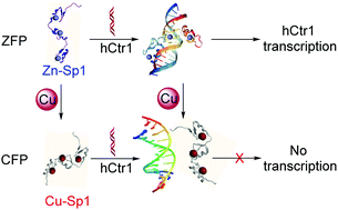 Graphical abstract: Copper-finger protein of Sp1: the molecular basis of copper sensing