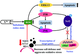 Graphical abstract: Vanadate oxidative and apoptotic effects are mediated by the MAPK-Nrf2 pathway in layer oviduct magnum epithelial cells