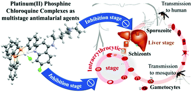 Graphical abstract: Platinum(ii)–chloroquine complexes are antimalarial agents against blood and liver stages by impairing mitochondrial function