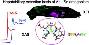 Graphical abstract: Selenium-mediated arsenic excretion in mammals: a synchrotron-based study of whole-body distribution and tissue-specific chemistry