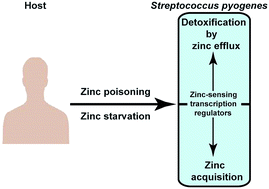Graphical abstract: Zinc’ing it out: zinc homeostasis mechanisms and their impact on the pathogenesis of human pathogen group A streptococcus