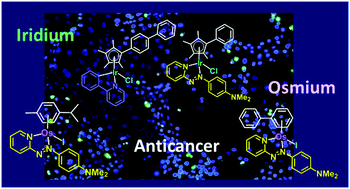 Graphical abstract: Pharmaco-genomic investigations of organo-iridium anticancer complexes reveal novel mechanism of action