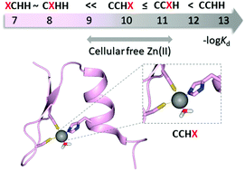 Graphical abstract: Metal binding properties of zinc fingers with a naturally altered metal binding site