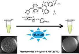 Graphical abstract: Antipseudomonal activity enhancement of luminescent iridium(iii) dipyridylamine complexes under visible blue light