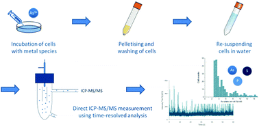 Graphical abstract: Single-cell analysis by ICP-MS/MS as a fast tool for cellular bioavailability studies of arsenite