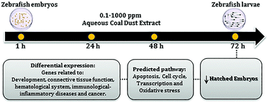 Graphical abstract: Embryonic exposure to an aqueous coal dust extract results in gene expression alterations associated with the development and function of connective tissue and the hematological system, immunological and inflammatory disease, and cancer in zebrafish