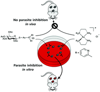 Graphical abstract: Gold(i) phosphine compounds as parasite attenuating agents for malaria vaccine and drug development