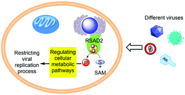 Graphical abstract: A unifying view of the broad-spectrum antiviral activity of RSAD2 (viperin) based on its radical-SAM chemistry