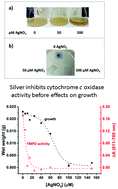 Graphical abstract: Exposure of Bacillus subtilis to silver inhibits activity of cytochrome c oxidase in vivo via interaction with SCO, the CuA assembly protein