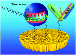 Graphical abstract: Catalytic assembly of DNA nanostructures on a nanoporous gold array as 3D architectures for label-free telomerase activity sensing