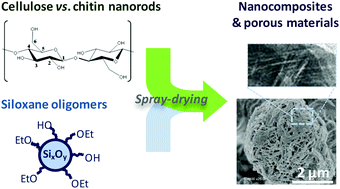 Graphical abstract: Synthesis of textured polysaccharide–silica nanocomposites: a comparison between cellulose and chitin nanorod precursors