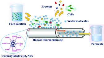 Graphical abstract: Fabrication of a novel hollow fiber membrane decorated with functionalized Fe2O3 nanoparticles: towards sustainable water treatment and biofouling control