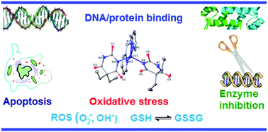 Graphical abstract: Synthesis, structures, DNA/protein binding, molecular docking, anticancer activity and ROS generation of Ni(ii), Cu(ii) and Zn(ii) 5,5-diethylbarbiturate complexes with bis(2-pyridylmethyl)amine and terpyridine