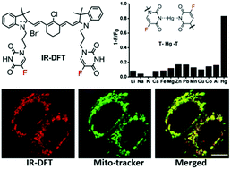 Graphical abstract: Fluorinated near-infrared fluorescent probes for specific detection of Hg2+ in an aqueous medium and mitochondria of living cells
