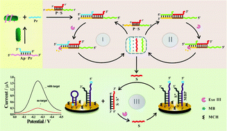 Graphical abstract: Exonuclease III-aided autonomous cascade signal amplification: a facile and universal DNA biosensing platform for ultrasensitive electrochemical detection of S. typhimurium
