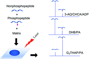 Graphical abstract: A cool and high salt-tolerant ionic liquid matrix for preferential ionization of phosphopeptides by negative ion MALDI-MS