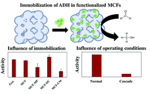 Graphical abstract: Influence of operating conditions and immobilization on activity of alcohol dehydrogenase for the conversion of formaldehyde to methanol