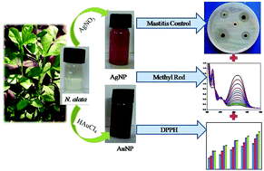 Graphical abstract: Synthesis and characterization of multifunctional gold and silver nanoparticles using leaf extract of Naregamia alata and their applications in the catalysis and control of mastitis