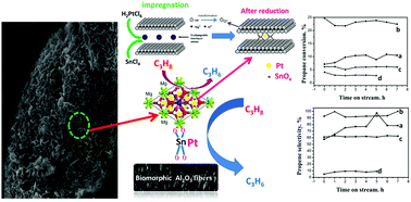 Graphical abstract: Morphology-controlled fabrication of biomorphic alumina-based hierarchical LDH compounds for propane dehydrogenation reaction