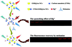 Graphical abstract: A new dual-emission fluorescence sensor based on carbon nanodots and gold nanoclusters for the detection of melamine