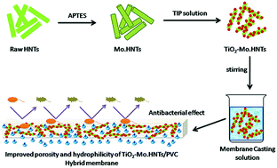 Graphical abstract: Flux improvement, rejection, surface energy and antibacterial properties of synthesized TiO2-Mo.HNTs/PVC nanocomposite ultrafiltration membranes