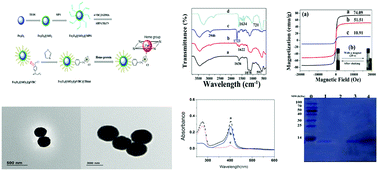 Graphical abstract: Thiazolium-functionalized polymer-coated magnetic microspheres for the selective recognition and separation of hemoglobin