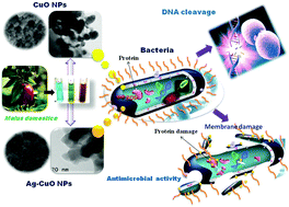 Graphical abstract: Green biosynthesis of CuO & Ag–CuO nanoparticles from Malus domestica leaf extract and evaluation of antibacterial, antioxidant and DNA cleavage activities