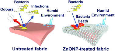 Graphical abstract: Efficient coverage of ZnO nanoparticles on cotton fibres for antibacterial finishing using a rapid and low cost in situ synthesis