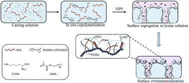 Graphical abstract: Low-fouling PES membranes fabricated via in situ copolymerization mediated surface zwitterionicalization