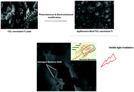 Graphical abstract: TiO2 nanotubes/Ti plates modified by silver–benzene with enhanced photocatalytic antibacterial properties