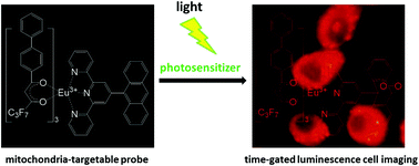 Graphical abstract: Design of a β-diketonate–Eu3+ complex-based time-gated luminescence probe for visualizing mitochondrial singlet oxygen