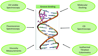 Graphical abstract: Elucidating the interaction of sulindac with calf thymus DNA: biophysical and in silico molecular modelling approach