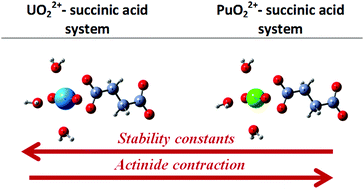 Graphical abstract: Complexation of An(vi) with succinic acid in aqueous acid solutions: uranyl vs. plutonyl