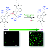 Graphical abstract: A novel glucosamine-linked fluorescent chemosensor for the detection of pyrophosphate in an aqueous medium and live cells