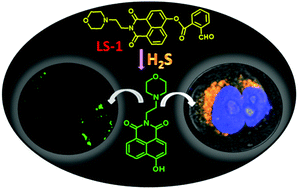 Graphical abstract: A hydrogen sulfide triggered self-immolative fluorescent probe for lysosome labeling in live cells