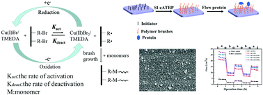 Graphical abstract: Hydrophilicity and anti-fouling performance of polyethersulfone membrane modified by grafting block glycosyl copolymers via surface initiated electrochemically mediated atom transfer radical polymerization