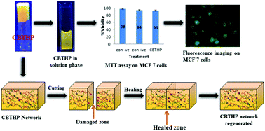 Graphical abstract: A dynamic sugar based bio-inspired, self-healing hydrogel exhibiting ESIPT
