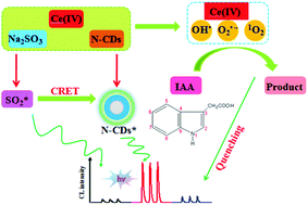 Graphical abstract: A chemiluminescence resonance energy transfer for the determination of indolyl acetic acid using luminescent nitrogen-doped carbon dots as acceptors