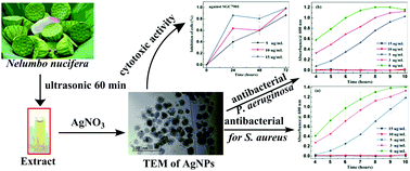 Graphical abstract: A green approach for synthesizing silver nanoparticles, and their antibacterial and cytotoxic activities