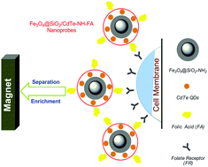 Graphical abstract: Preparation and characterization of universal Fe3O4@SiO2/CdTe nanocomposites for rapid and facile detection and separation of membrane proteins
