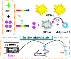 Graphical abstract: Simple and label-free fluorescence detection of ascorbic acid in rat brain microdialysates in the presence of catecholamines